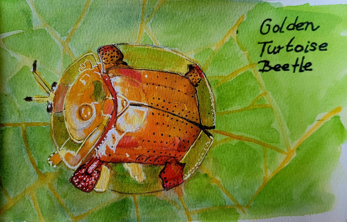 #SummerBuggin Golden Turtoise beetle 
<a href="/ksneathart/">Art by Kirsten Sneath</a> <a href="/caseybella3/">Lisa Poggioli</a> 
#KleineKunstklasse