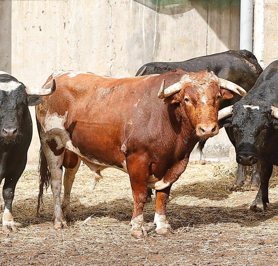 burladerotv's tweet photo. ACTUALIDAD.- Los toros de Galache para la 3ยช de Santander I #Santander @lancesdefuturo #Santiago @juanortegapr @urdialesweb @InfoDanielLuque #Galache @aitor_vian @LaraToca https://t.co/9T7rz4kWDF https://t.co/0VPZDZlRLD