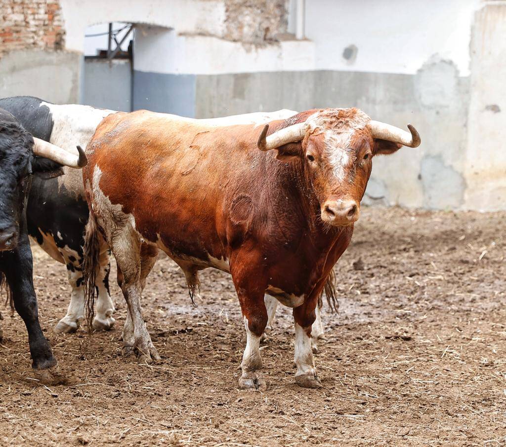 burladerotv's tweet photo. ACTUALIDAD.- Los toros de Galache para la 3ยช de Santander II #Santander @lancesdefuturo #Santiago @juanortegapr @urdialesweb @InfoDanielLuque #Galache @aitor_vian @LaraToca https://t.co/9T7rz4kWDF https://t.co/eaQfQ5YadV