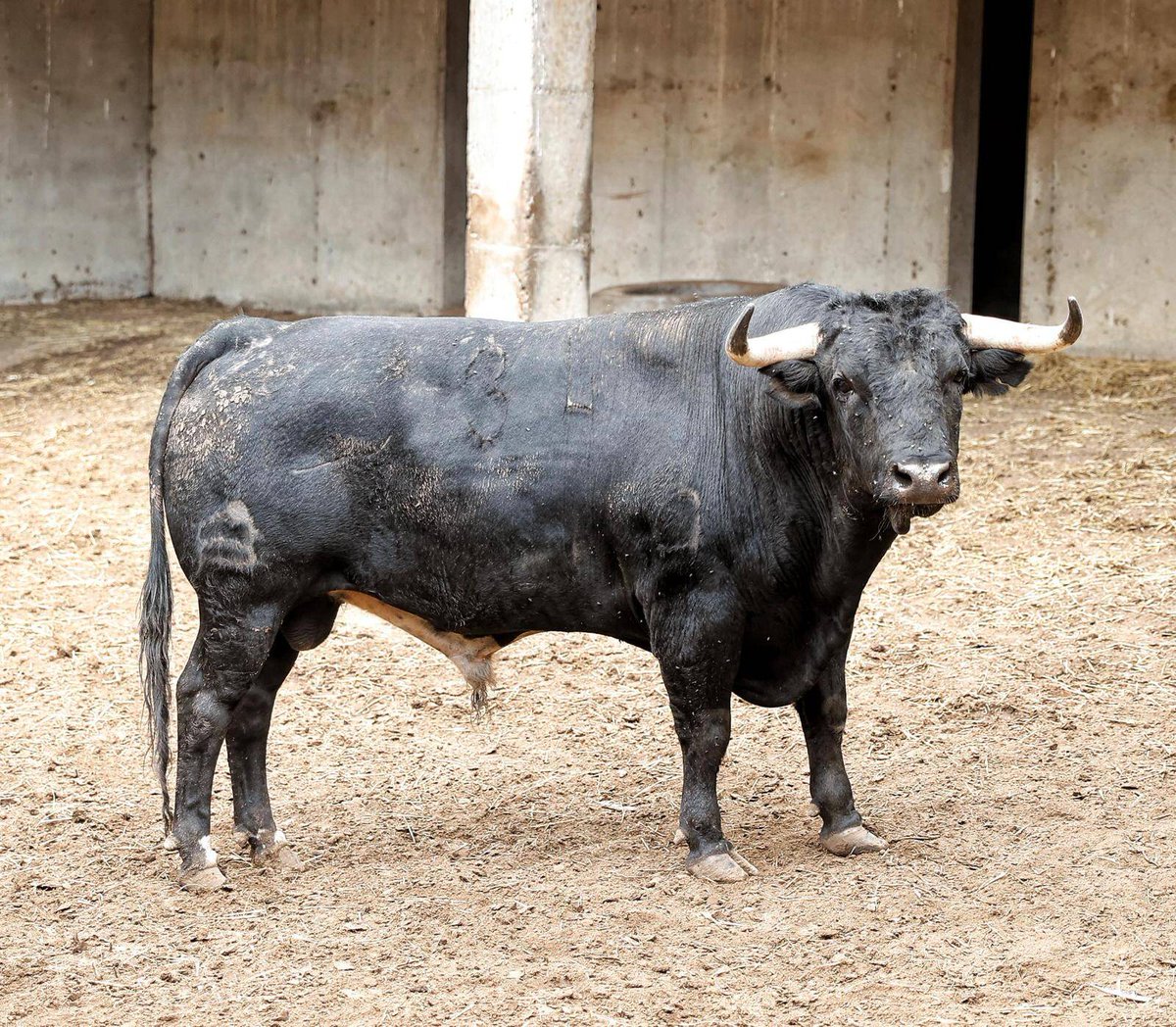burladerotv's tweet photo. ACTUALIDAD.- Los toros de Galache para la 3ยช de Santander II #Santander @lancesdefuturo #Santiago @juanortegapr @urdialesweb @InfoDanielLuque #Galache @aitor_vian @LaraToca https://t.co/9T7rz4kWDF https://t.co/eaQfQ5YadV