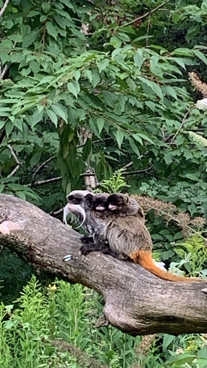 Trotse pa met tweeling. Gewoon een dagje werk in #apenheul !