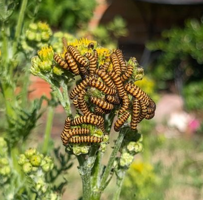 Just in time for #NationalMothWeek we have the first of our new short #citizenscience projects: Cinnabar Snapshot! Find some flowering ragwort, count the caterpillars munching on it - and let us know what you've found. Finishes end of July!
thebuzzclub.uk/cinnabarsnapsh…
#moth #ragwort
