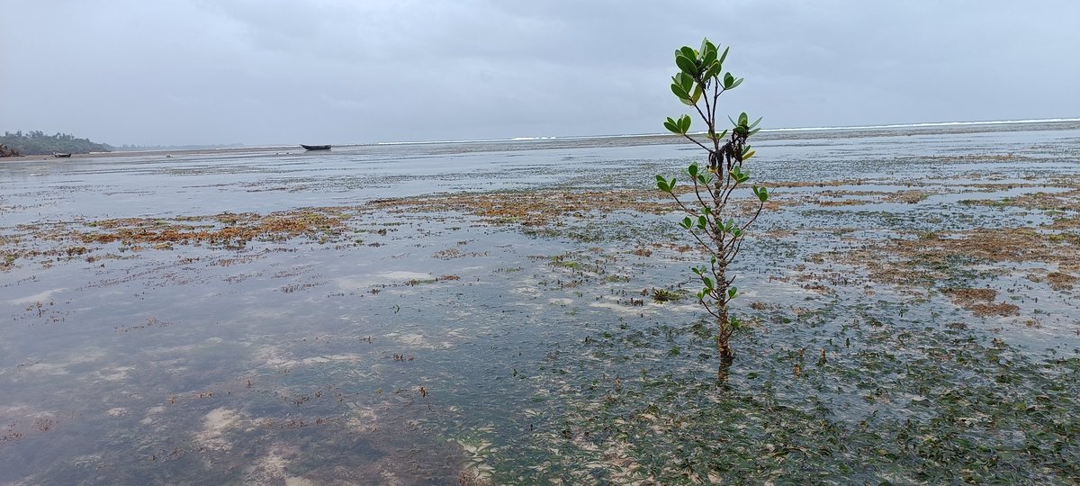 Ali Kipapuro tweet media