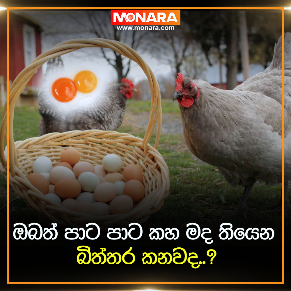 ඔබත් පාට පාට කහ මද තියෙන බිත්තර කනවද..?|| Monara
#monara #Egg #eggnutrition