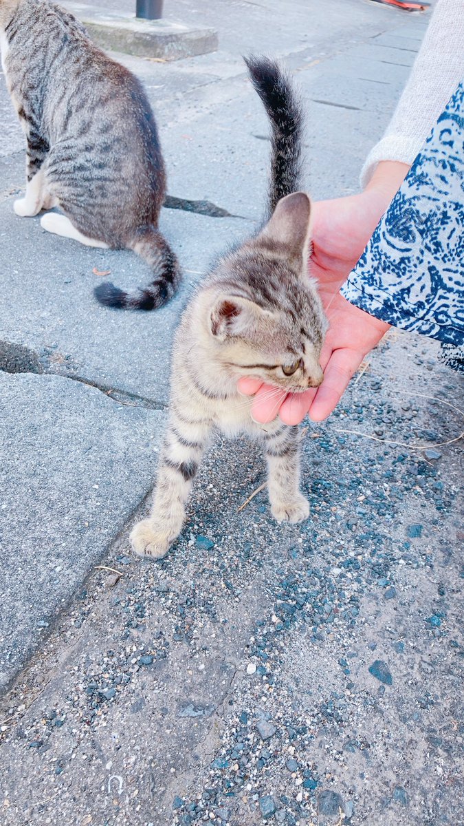 「ボクの夏休み、嫁ときどき猫  とても暑かったです 島の皆さん猫さん優しかったです」|兼業のイラスト