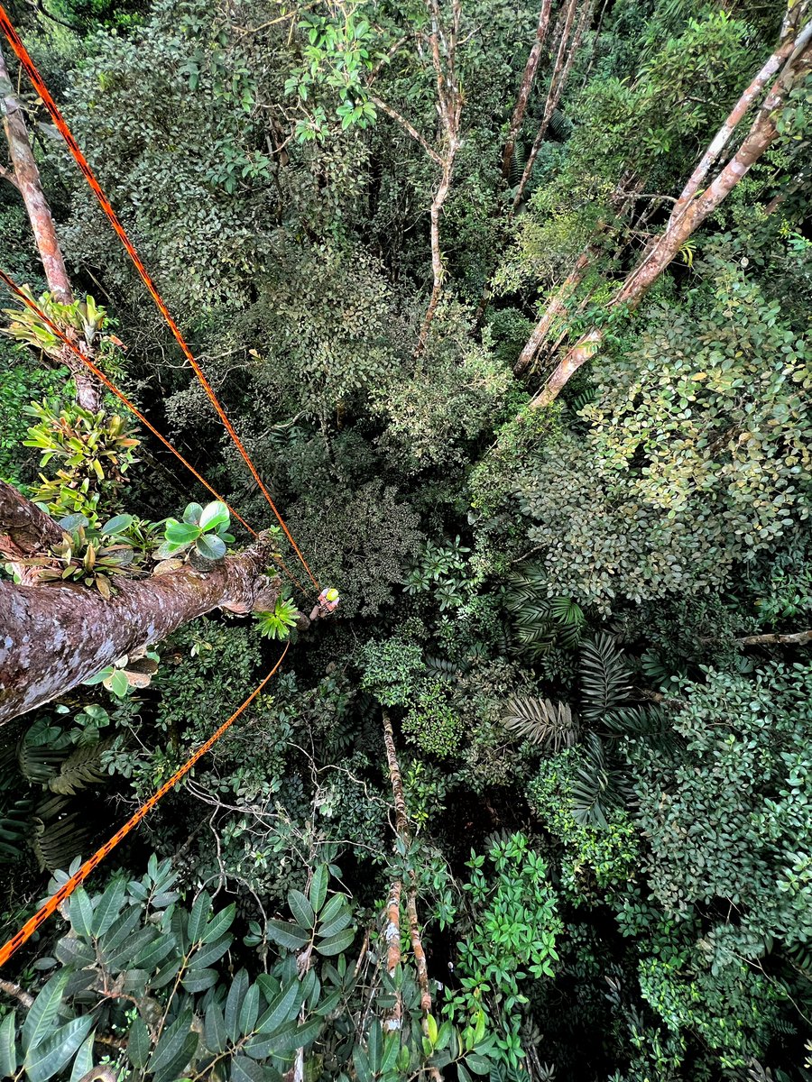 CocoboloNature's tweet photo. CREA's Margay Project is joining  #Tech4Wildlife photo challenge. We're using a fusion of tech from industries outside conservation to improve on traditional observation methods to learn more about margay and other elusive rainforest canopy critters. @WILDLABSNET https://t.co/r7beToO4aP