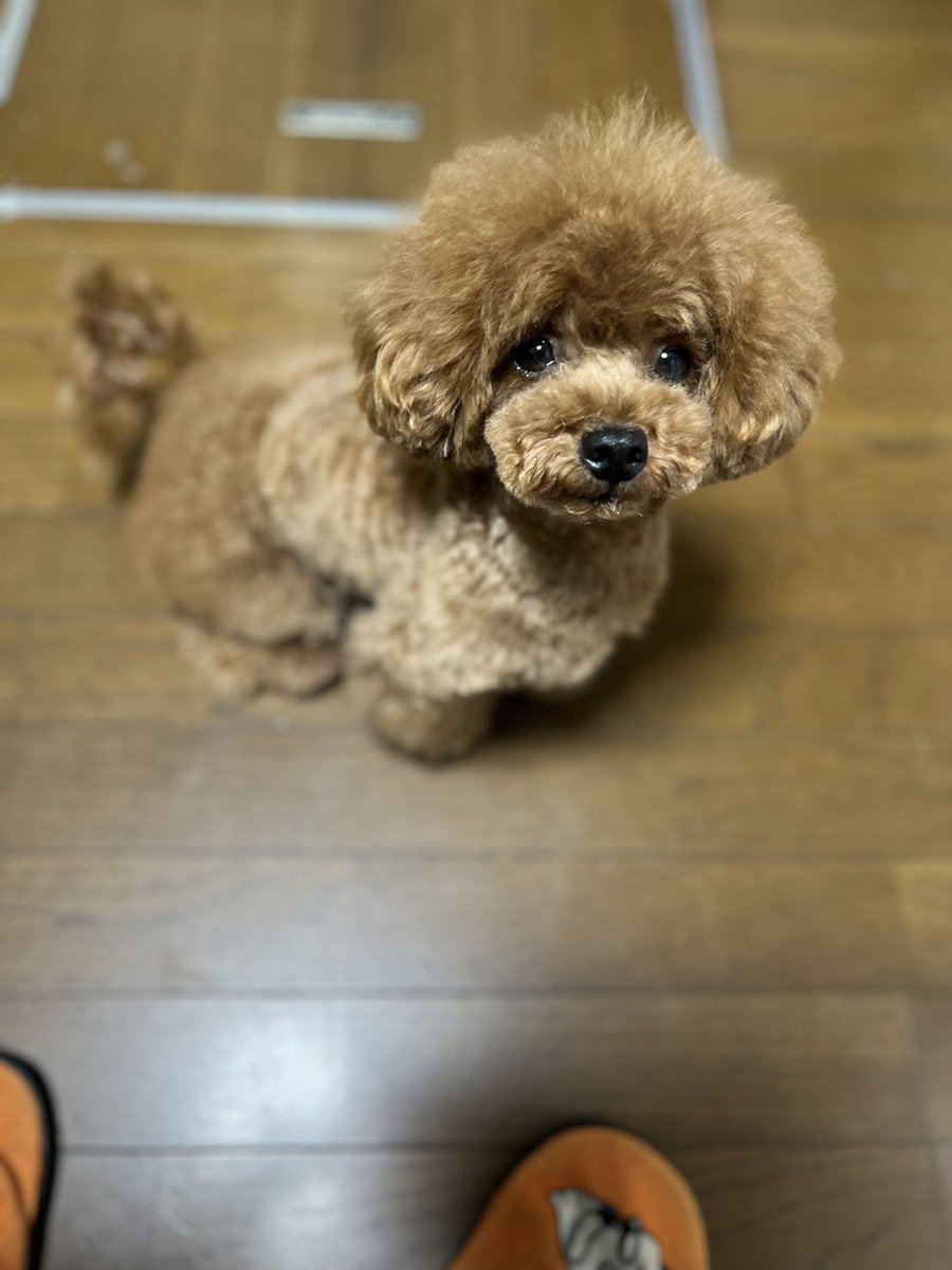 ryuai4812's tweet photo. カットしてスッキリ⭐️
別犬になった❤️
#トリミング
#マルプープー
#まるぷー https://t.co/bmkBnVk2R7