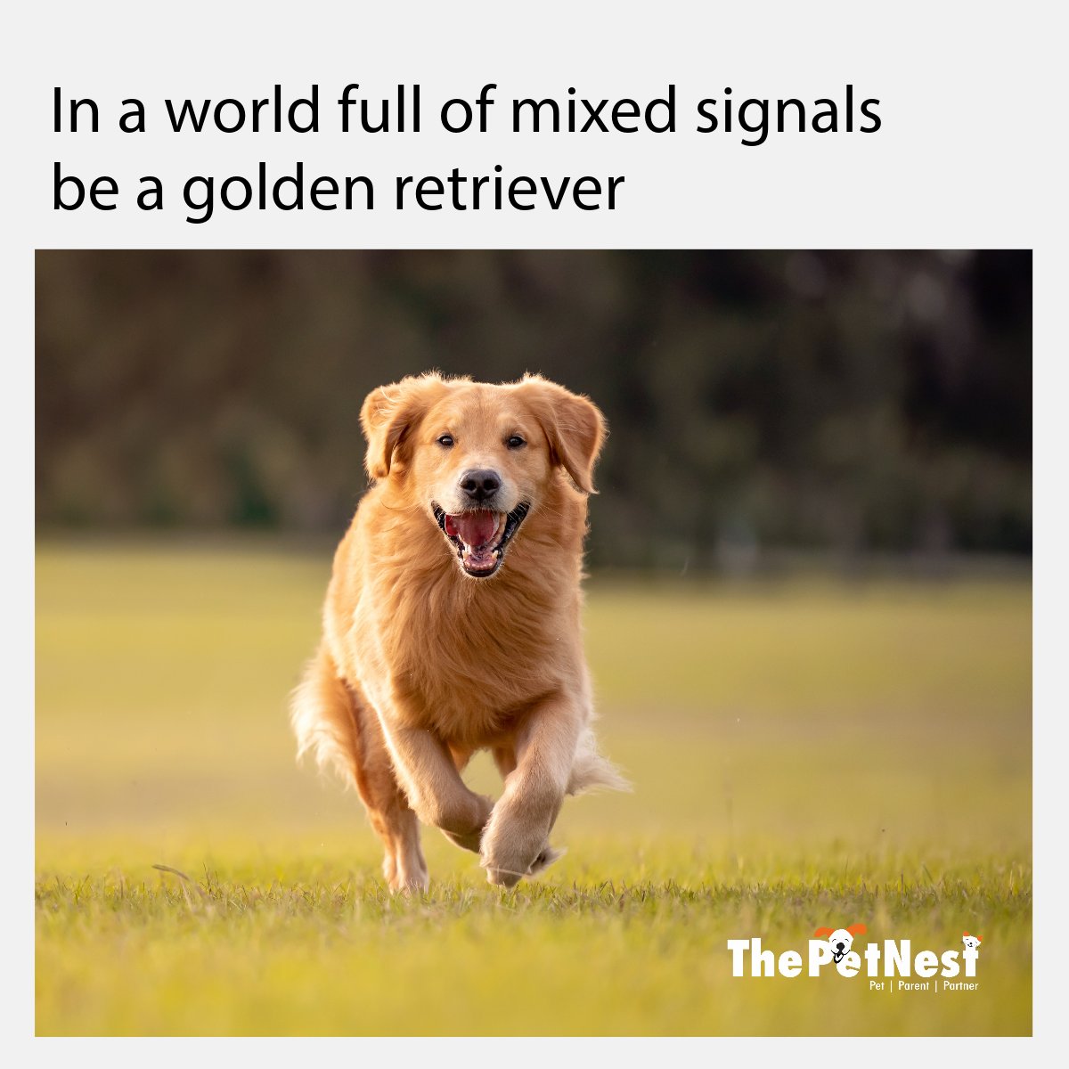 Golden Retrievers’ are cute, aren’t they?
Tap to agree✅🩷
#GoldenRetrievers #dogs