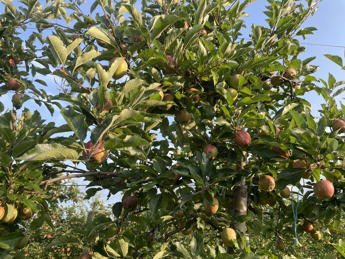 brian rideout tweet media