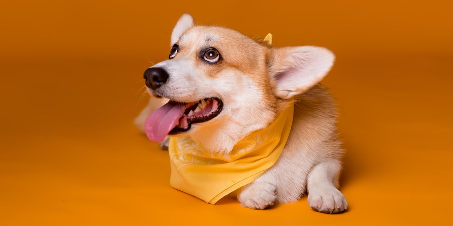 One of our advocates works with a disabled lady who wanted her dog officially registered as a therapy/support dog. We wrote a letter to confirm how the dog helps her which she shows when visiting local amenities - with great success!

 #Shropshire #Disability #Advocacy #charity