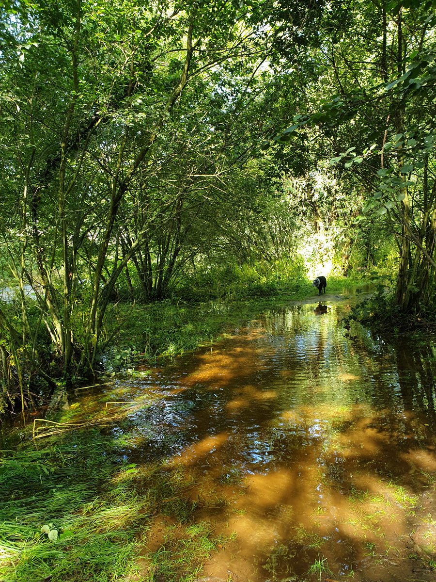 ectoann's tweet photo. Y Rheidol mewn llif yng nghanol haf.. diolch byth am wellies! Summer floods along the Rheidol. Welly weather, and paddling for collies #glaw #llif #summerrain #floods https://t.co/BybDdxwCNC