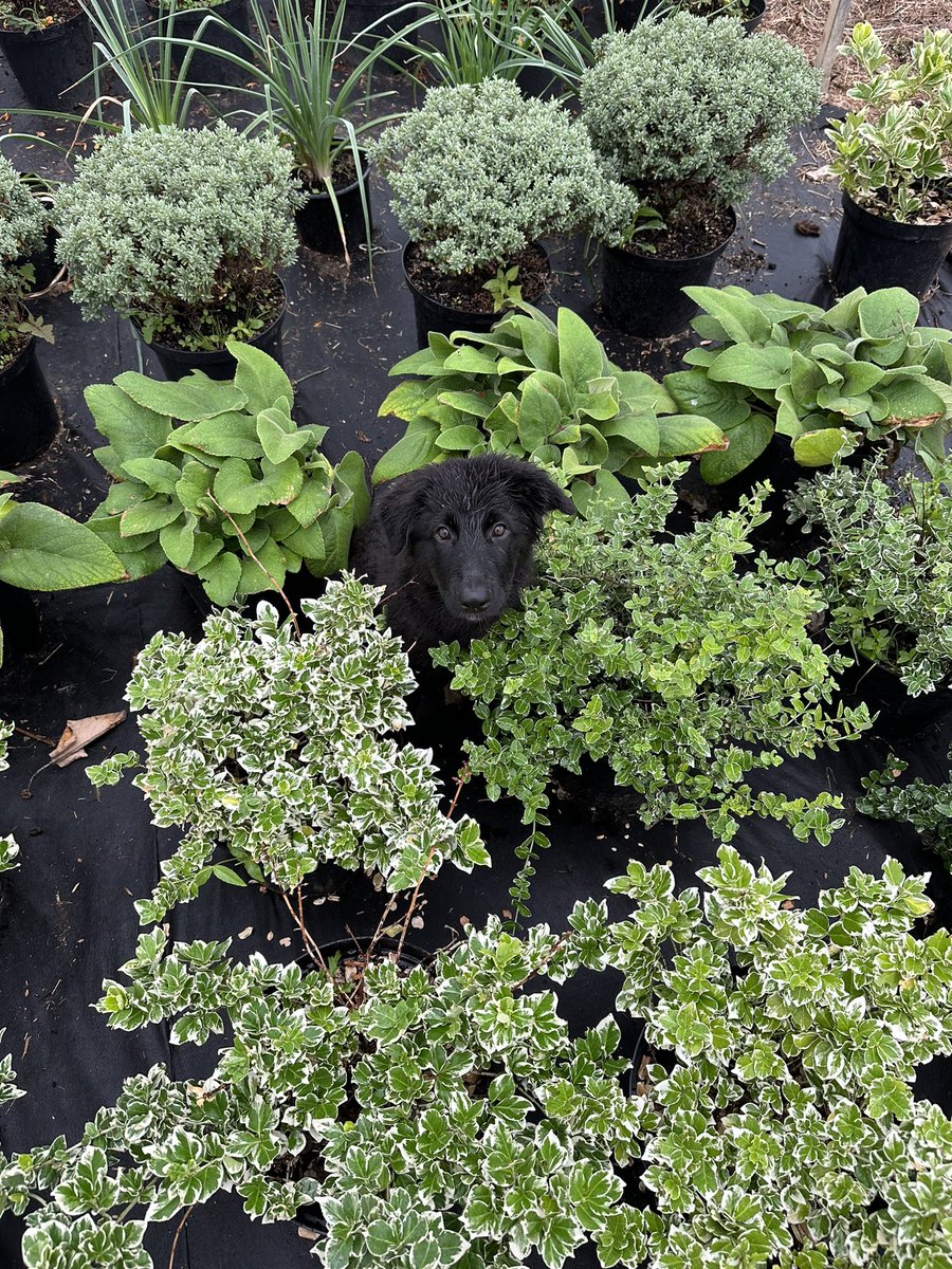 Hattrickplants's tweet photo. An unusual looking flower has popped up! 🐾🐶🌷 https://t.co/ZQdu75Y2ph