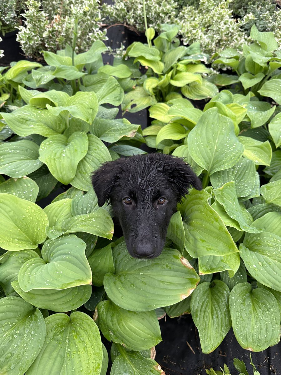 Hattrickplants's tweet photo. An unusual looking flower has popped up! 🐾🐶🌷 https://t.co/ZQdu75Y2ph