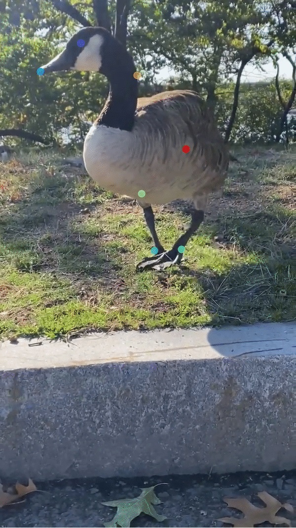 vsccvscc's tweet image. #Tech4Wildlife AI largely excludes underserved populations. I hope to improve this in part by teaching these communities AI tools. Students without computational backgrounds complete a @DeepLabCut project to study animal behaviour including wildlife github.com/vchiang001/Int…