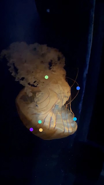 vsccvscc's tweet image. #Tech4Wildlife AI largely excludes underserved populations. I hope to improve this in part by teaching these communities AI tools. Students without computational backgrounds complete a @DeepLabCut project to study animal behaviour including wildlife github.com/vchiang001/Int…