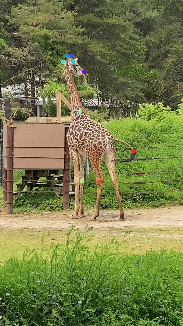 vsccvscc's tweet image. #Tech4Wildlife AI largely excludes underserved populations. I hope to improve this in part by teaching these communities AI tools. Students without computational backgrounds complete a @DeepLabCut project to study animal behaviour including wildlife github.com/vchiang001/Int…