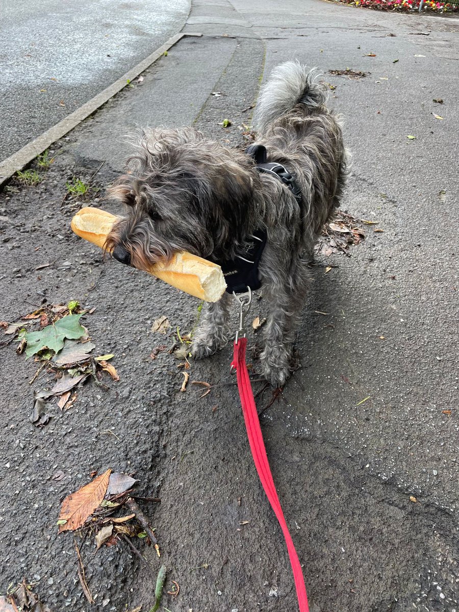 He’s a rescue and a true hunter gatherer ♥️