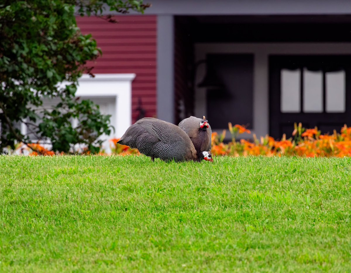 A couple little dinosaurs in Ferrisburgh Vermont.