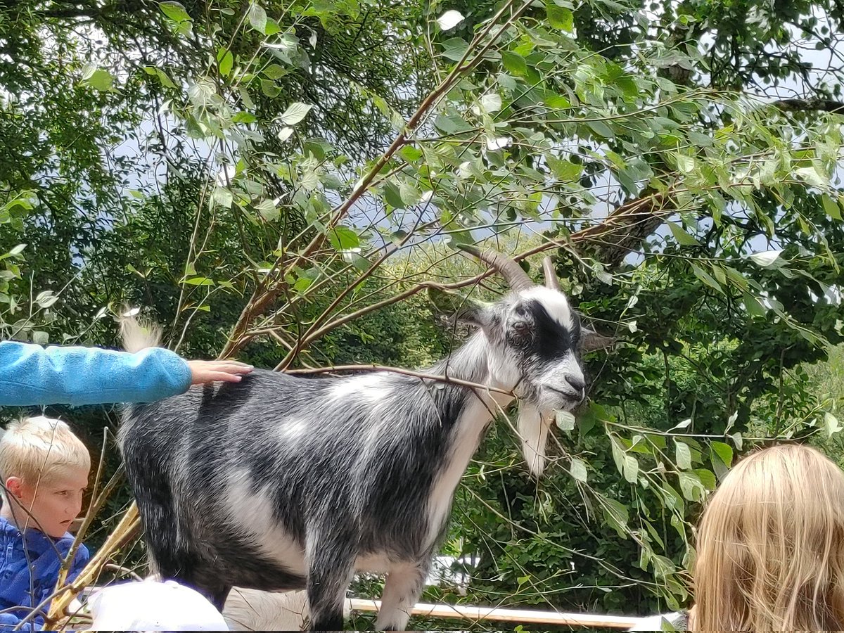 playfullwind's tweet image. Hey look who I found over in Sweden. Kuuuuuuuchhhhhhh 🔥 ⚡ #GoBolts #BeTheThunder