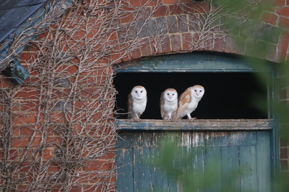 <a href="/MDSuperCluster/">Martin Down Farmer Supercluster</a> <a href="/OwlBoxInit/">The Owl Box Initiative</a> <a href="/Gameandwildlife/">The Game & Wildlife Conservation Trust</a> <a href="/GWCTScience/">GWCT Science</a> This from last evening: