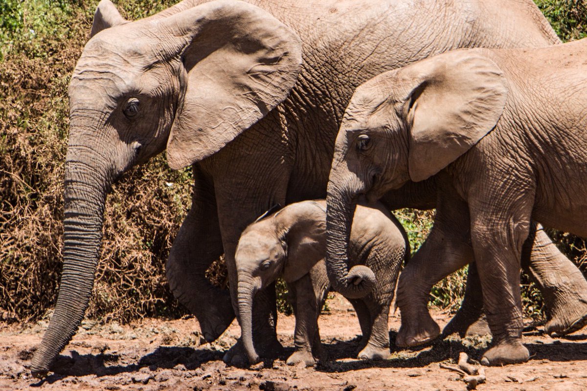 E OS ELEFANTES DO BOTSWANA?

Porquê não dizer um: “Obrigado Botswana? “

Recentemente, 5 países da África Aistral, que possuem mais de metade dos elefantes do continente.

Realizaram o 1• censo aéreo para determinar a população de elefantes e como protegê-la. 

Os 5 países são: