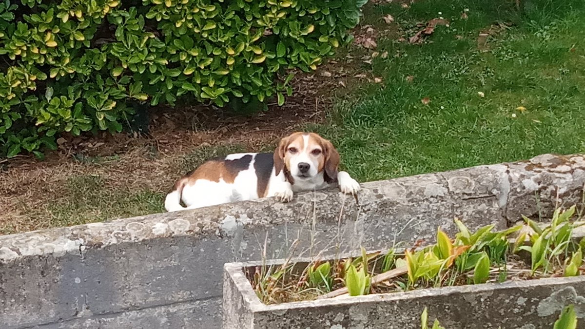 MaximeTHEBAUL10's tweet image. Mon vieux complice, mon confident, mon plus fidèle ami, mon gamin, mon Dobby.
Aujourd'hui tu es parti rejoindre mon cher papa après plus de 14 belles années ensemble.
Tu me manques douloureusement