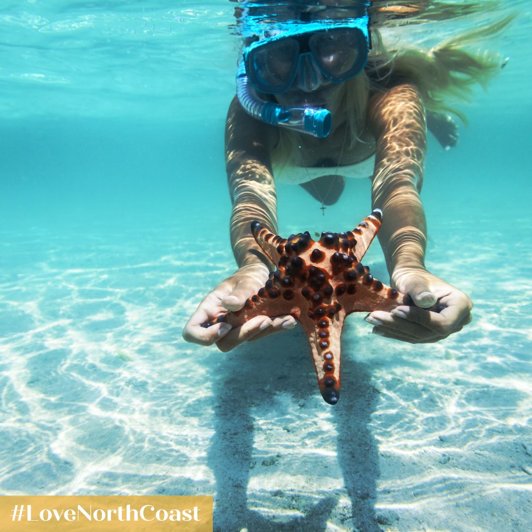 'Discover underwater wonders with #TidalTao's snorkeling adventure! Experience vibrant marine life and crystal clear waters of #LoveNorthCoast. Safe & educational for all ages. Ready for a splash of a lifetime? 🐠🌊💙 #SnorkelingAdventures #MarineMagic'