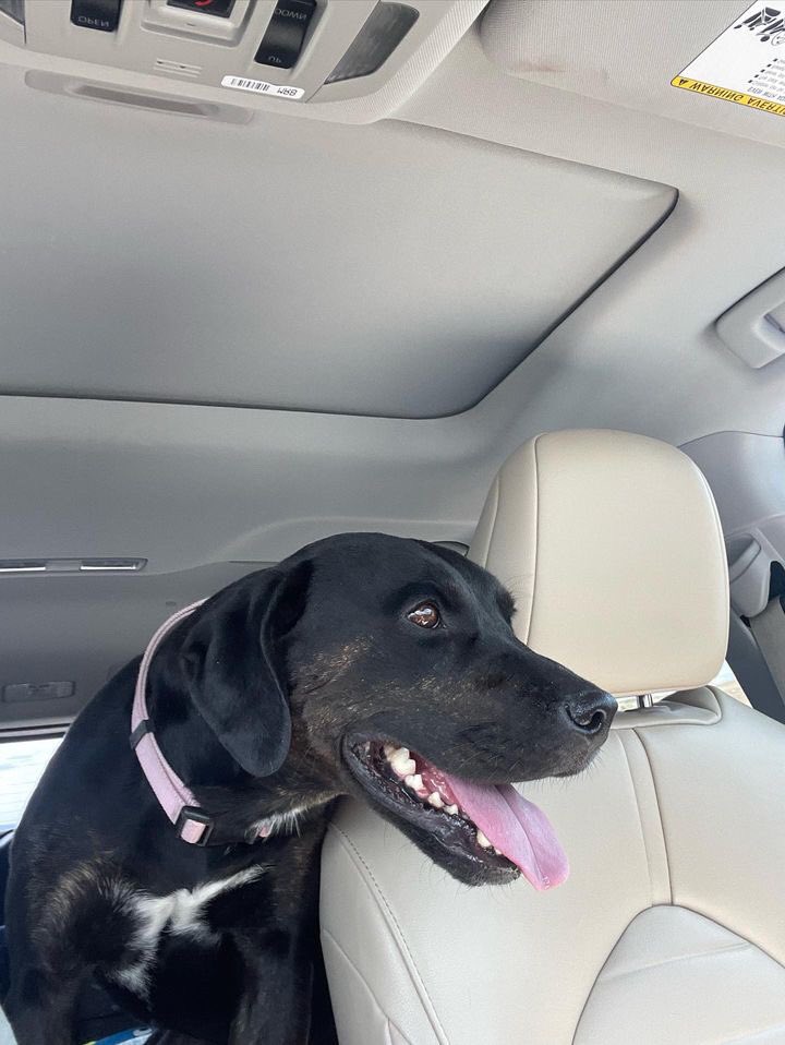 Iza_2021's tweet image. We rescued Miss Luna from #Downey after she spent 2 months in her kennel overlooked &amp;amp; with an euthanasia notice pending on her head. She went to #denvercolorado for a #fostertoadopt situation but unfortunately it’s not working bc she is not getting along with the resident