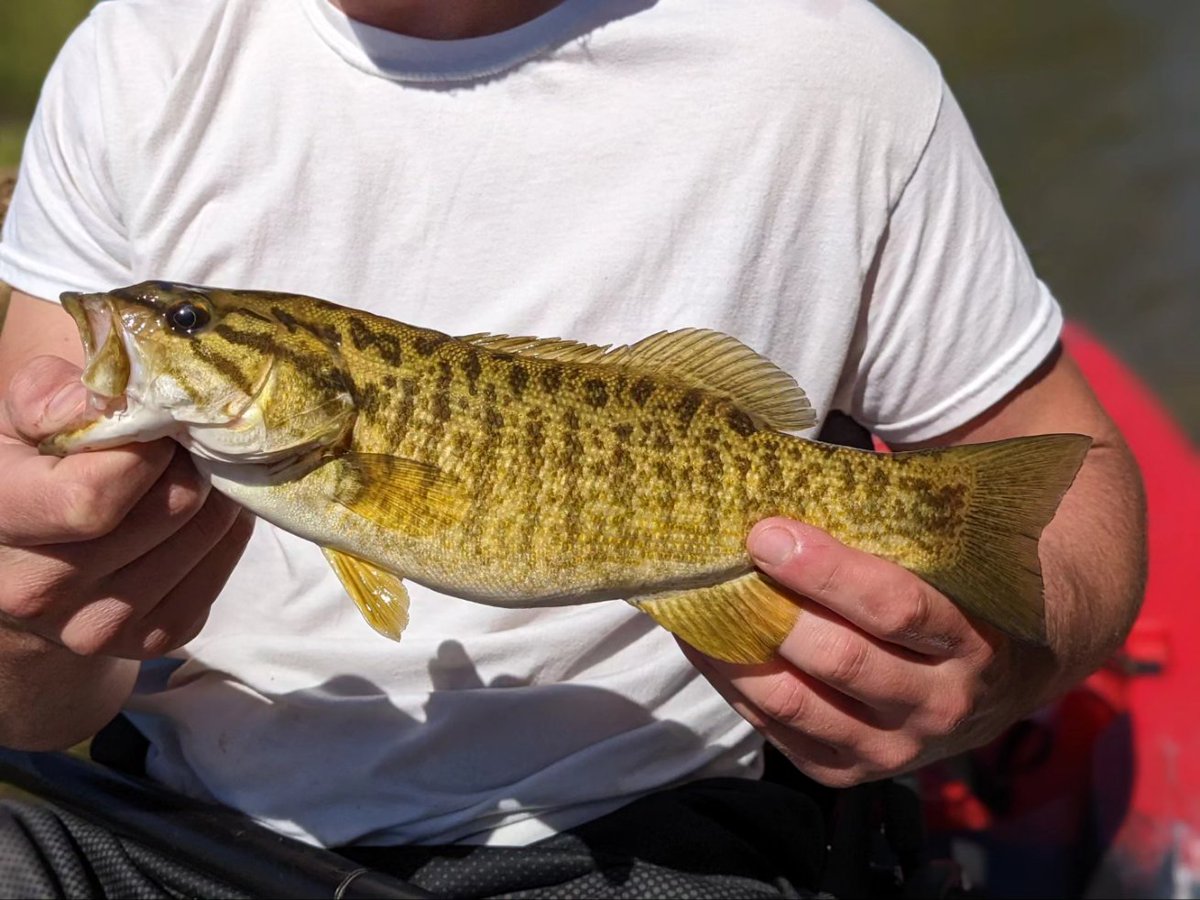 sonofdod2001's tweet photo. Recently completed the unofficial Arkansas Smallmouth slam!

Consists of:
"Northern" Smallmouth Bass
Neosho Bass
undescribed Ouachita Bass
undescribed Little River Bass https://t.co/kxcurBxlCv