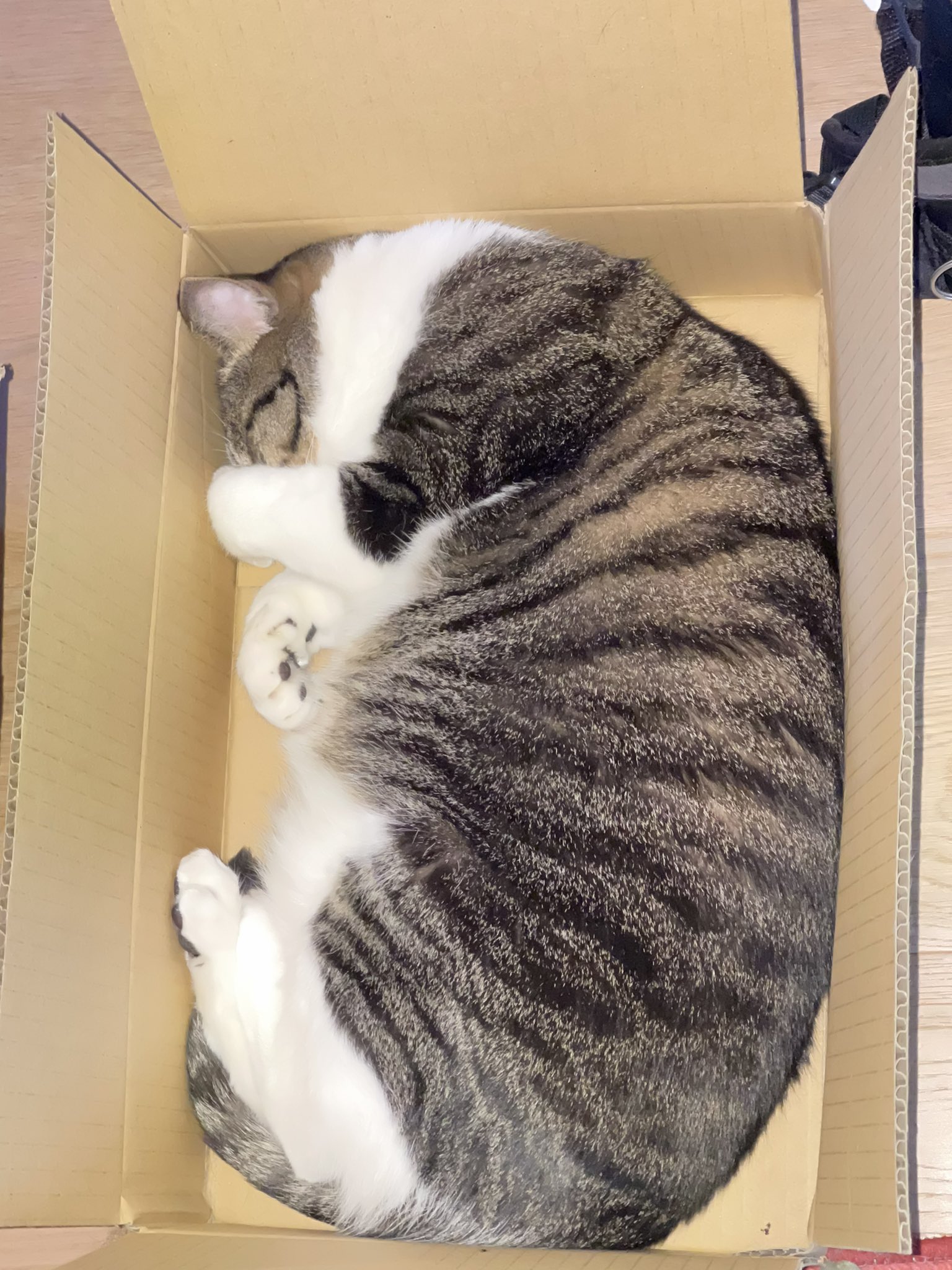 とらねこ - Search / X