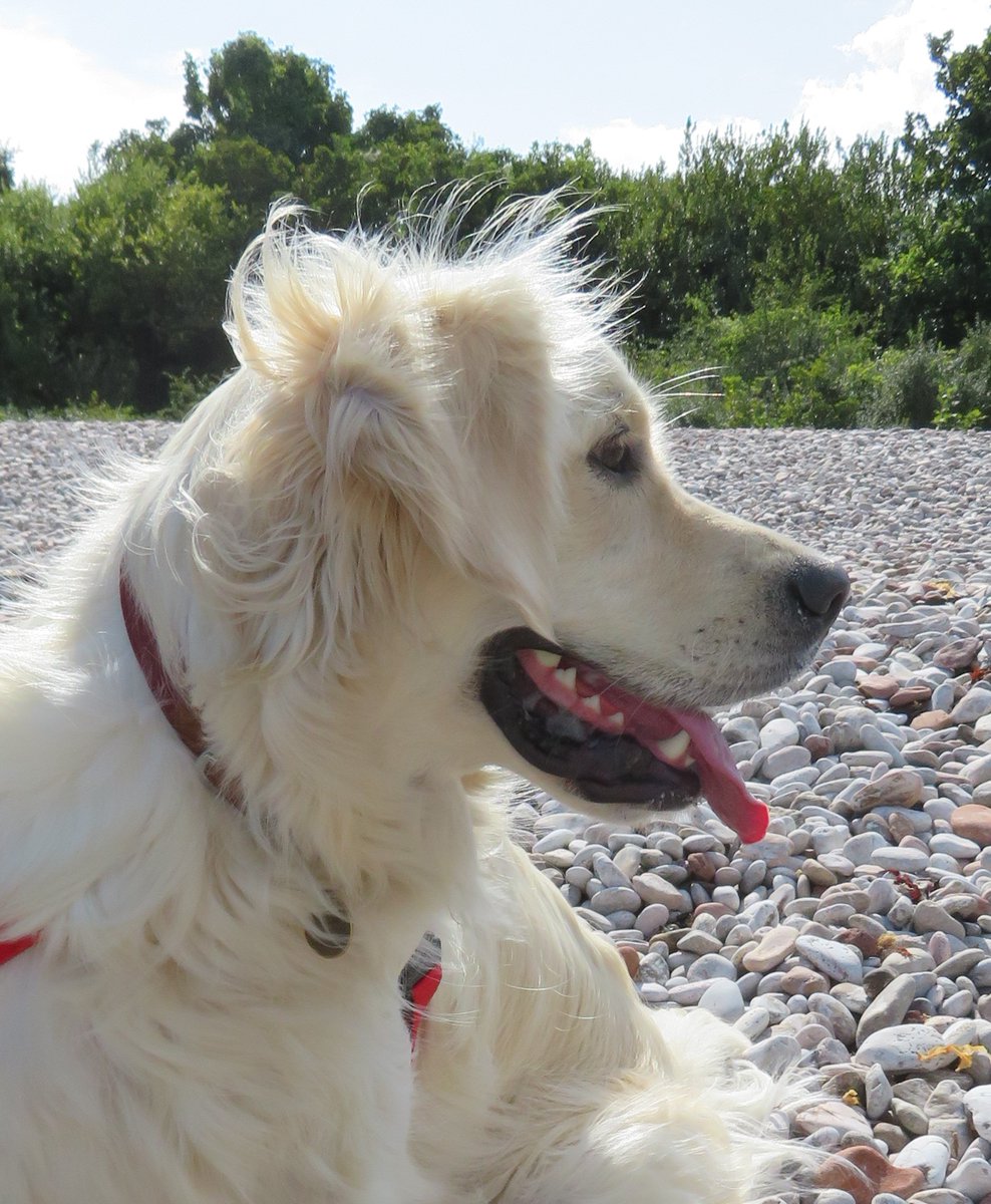 CornDollyXx56's tweet photo. Happy Book Anniversary, Poppy Loves Devon! 📚
Here's the fifth in ten reasons why Poppy LOVES Devon... 
No. 5 Visiting beautiful Elberry Cove (but not getting my paws wet!)
#poppylovesdevon #SummerReading2023 #childrensbooks 
https://t.co/rC0t9hlXqw https://t.co/8qJEmhP2mb