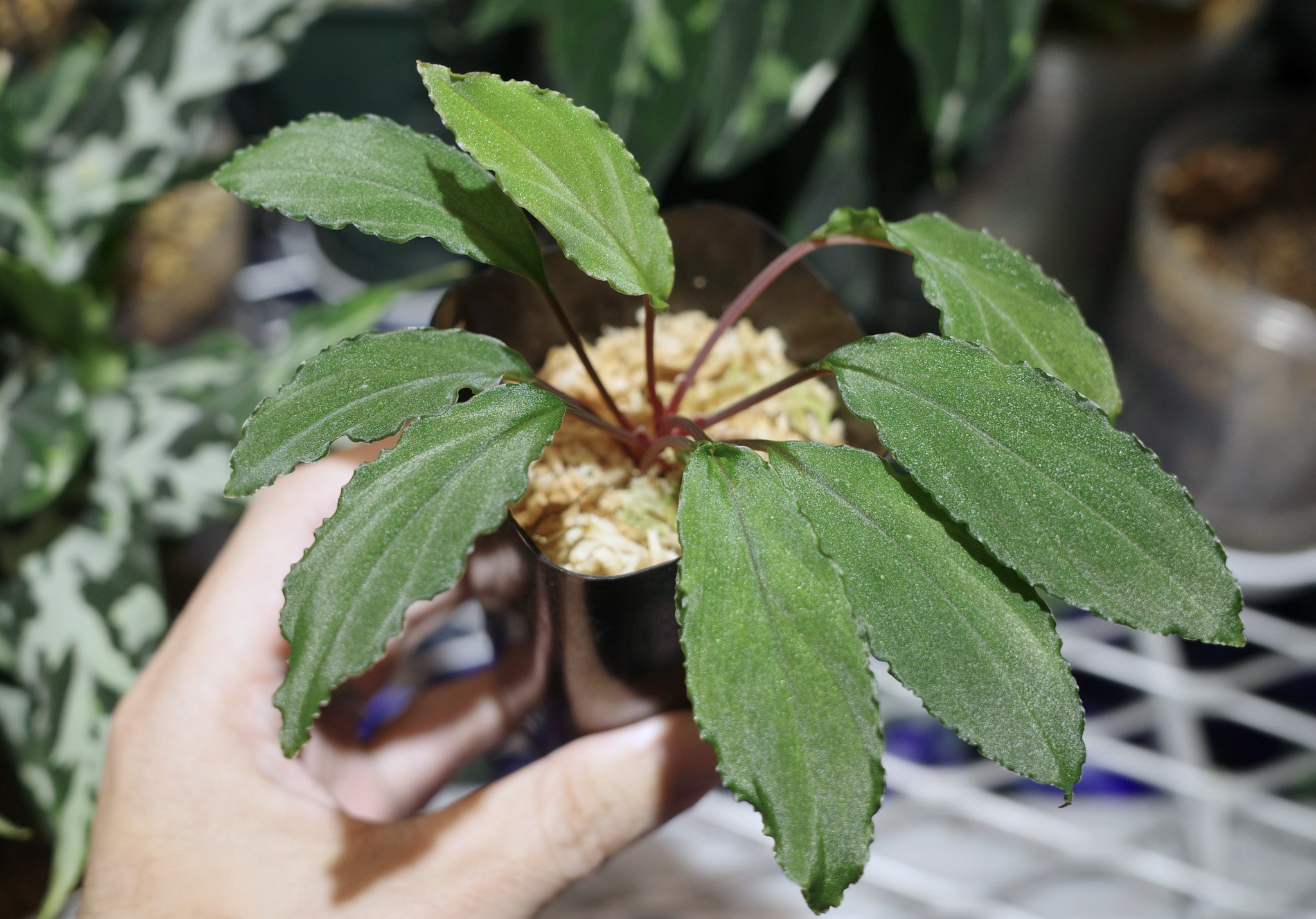 Homalomena sp.Riau sumatera【LA1119-01】大株 ホマロメナ Homalomena sp. Riau sumatera 'Variegated' – 熱帯