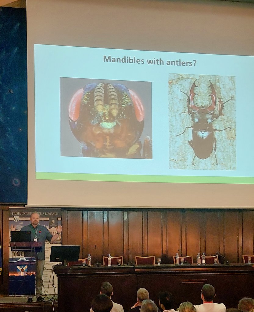 @LarsKrogmann at #hym23 @Hymenopterists: wasps with antler mandibles? What other peculiarities are these fascinating wasps hiding?