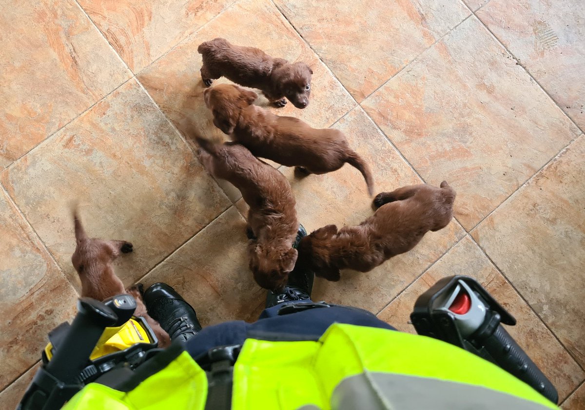 POL_Overijssel's tweet image. Wij willen graag de baasjes van zes (verkochte) puppy’s spreken. Zij kunnen ons helpen in het onderzoek naar een illegale hondenhandelaar uit #Langeveen 
politie.nl/nieuws/2023/ju…
