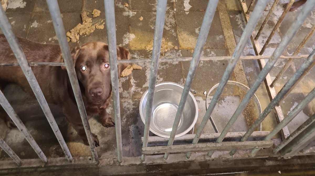 POL_Overijssel's tweet image. Wij willen graag de baasjes van zes (verkochte) puppy’s spreken. Zij kunnen ons helpen in het onderzoek naar een illegale hondenhandelaar uit #Langeveen 
politie.nl/nieuws/2023/ju…