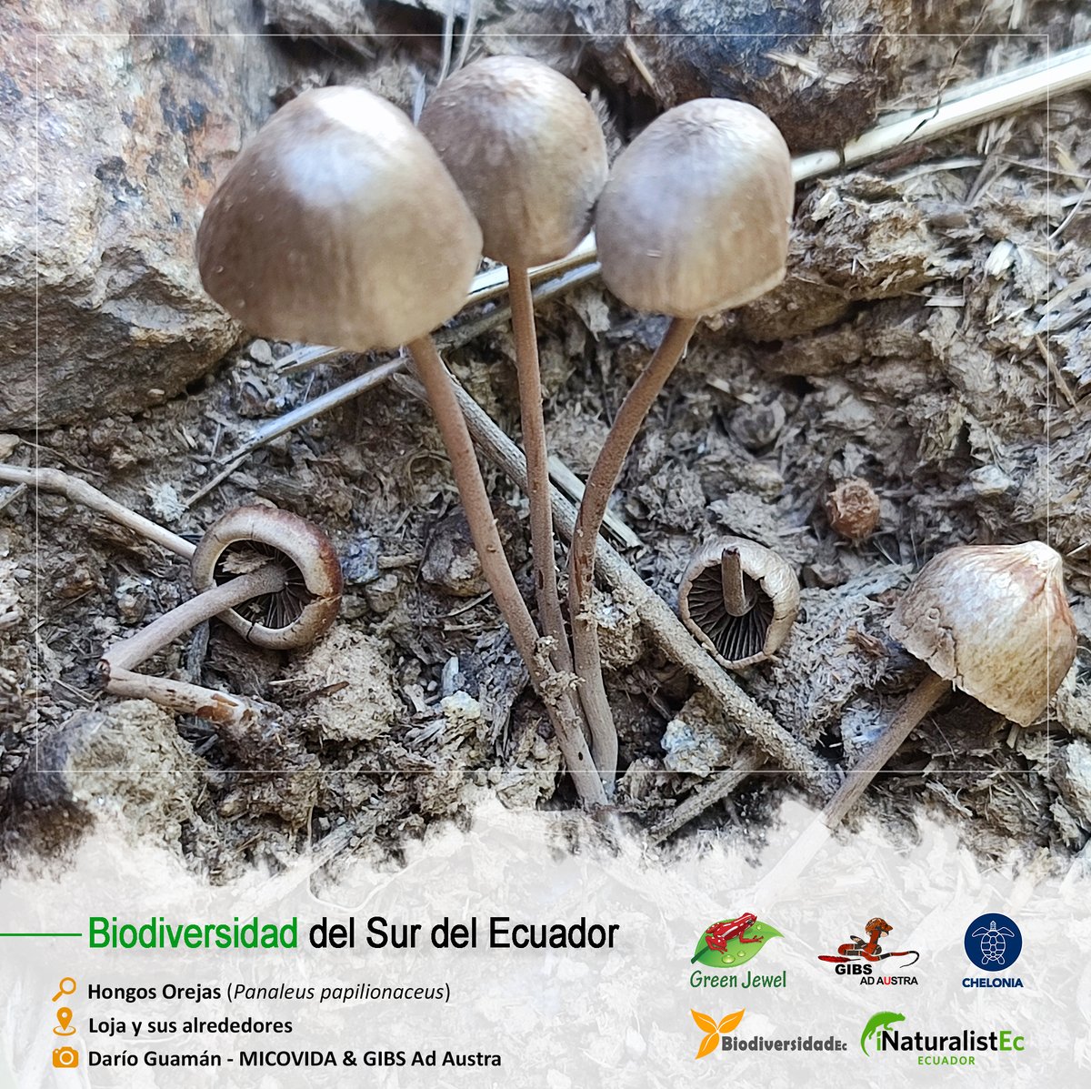 GrupoGreenJewel's tweet photo. BIODIVERSIDAD DEL SUR DEL ECUADOR
🔎: Hongo Oreja / Panaleus papilionaceus
🏞️: Loja y sus alrededores
📷: Darío Guamán - MICOVIDA & GIBS Ad Austra
#BiodiversidadDelSurDelEcuador #GreenJewel #Chelonia #BiodiversidadEc #GIBS #Hongos #Biodiversidad #SomosInaturalistEc #MICOVIDA https://t.co/rs4lz88JIF