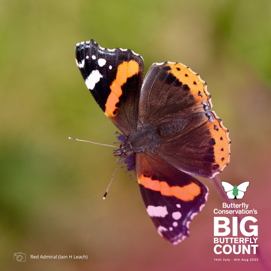 Butterfly Conservation 🦋 tweet media