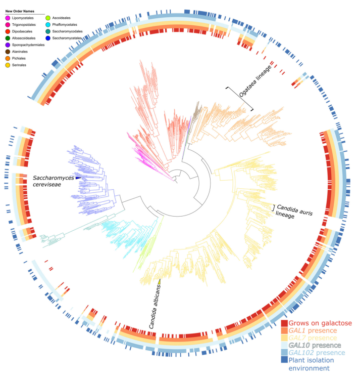 YEAST PREPRINT! @MarieClaireHar2 leverages machine learning to reveal who, how and why galactose metabolism evolved in yeasts Surprise! Not all yeast use the GAL genes @Lab_LaBella @DOpulente @shenxingxing1 @MarizethGroene1 @HittingerLab @RokasLab biorxiv.org/content/10.110…