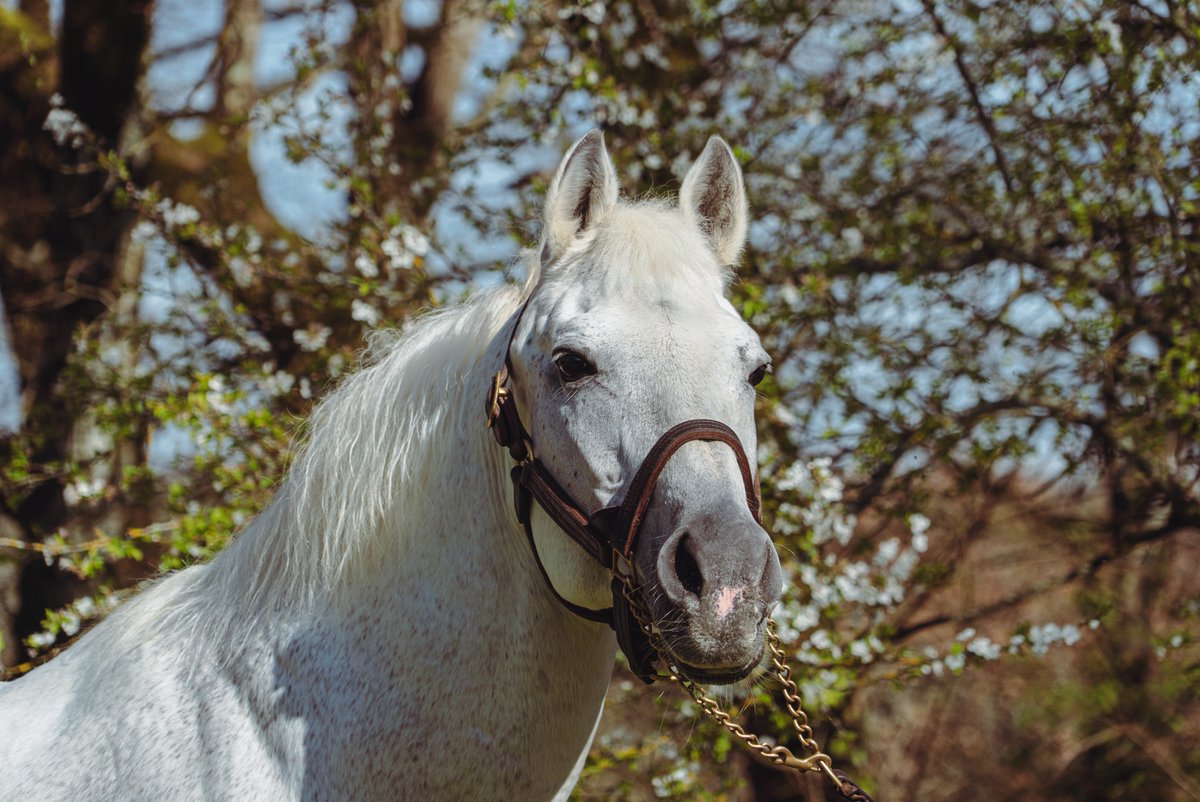 AlShaqabRacing's tweet photo. ๐ฅ-๐ฅ celebrated for our Purebred Arabian supersire #Dahess courtesy of HIGHLAND QUEEN who was imperial to win the 1,600m Arabhรคsthandicap at Bro Park ๐ธ๐ช on July, 23, with PHARITZ DAHH IA back in second.
Congratulations to all winning connections! https://t.co/ltPXLHS3p1