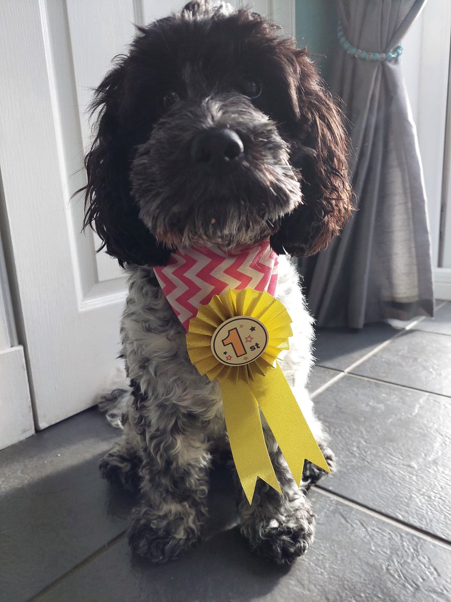 First prize in the local dog show......well first for having the waggiest tail 🤣