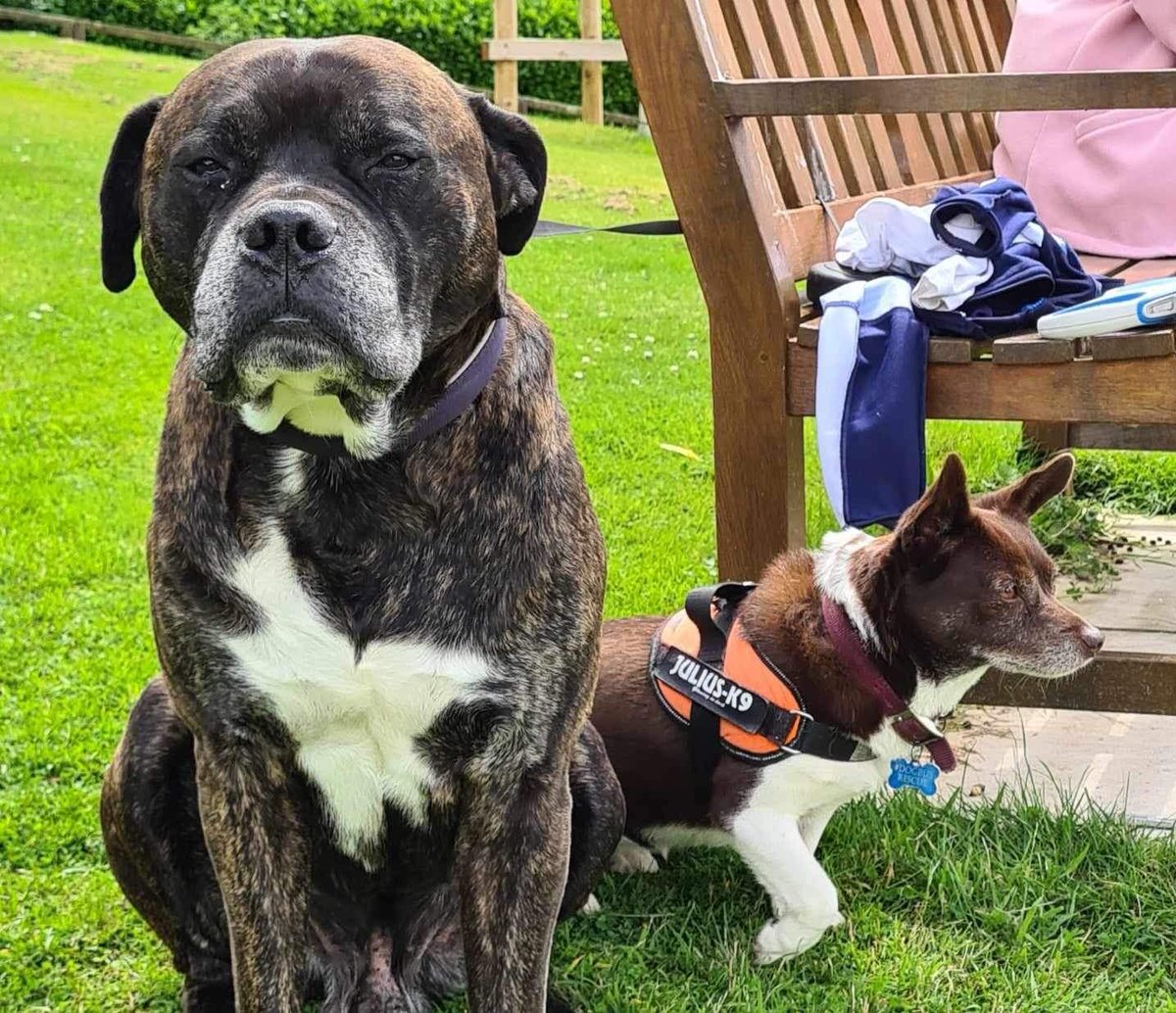 When duke met Ruby!
Stefs rescue dog duke and Dogbus dog Ruby living their best lives (this is dukes happy face!)