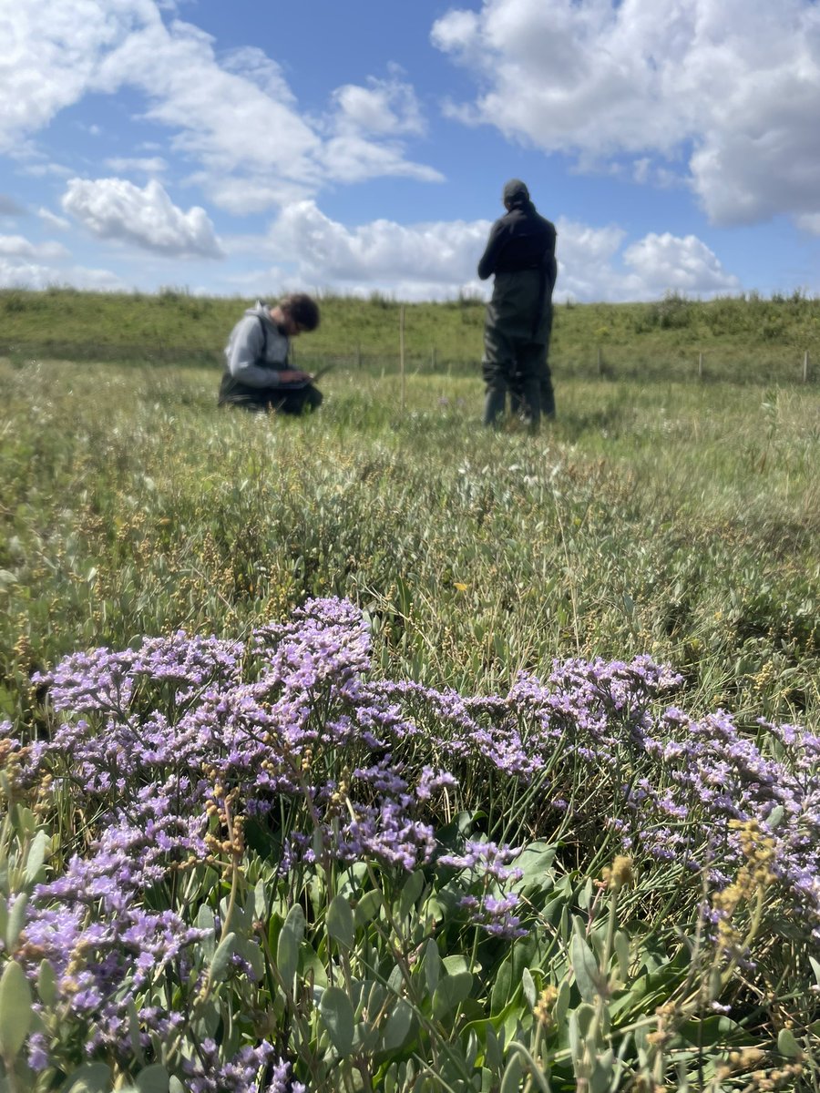 The rain has stopped for a few hours, so we made a quick trip to Freiston Shore saltmarsh to collect some data. #OfficeSpace #saltmarsh <a href="/UoLGeography/">Lincoln Department of Geography</a>