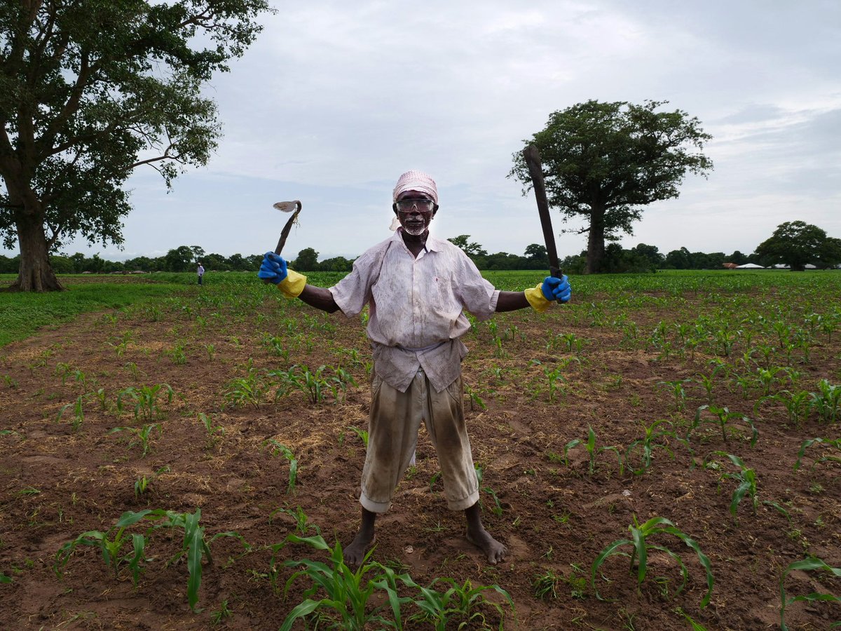 'J'ai 77 ans. Je fais de l'agriculture depuis l'âge de 11 ans, peut-être même plus tôt. Et je n'arrête jamais d'apprendre.' Abudu Embalo, participant à l'événement #FAO Champs Ecole des Producteurs à Bafata, en #GuinéeBissau, financé par la #BanqueMondiale. #resilience #PUSA