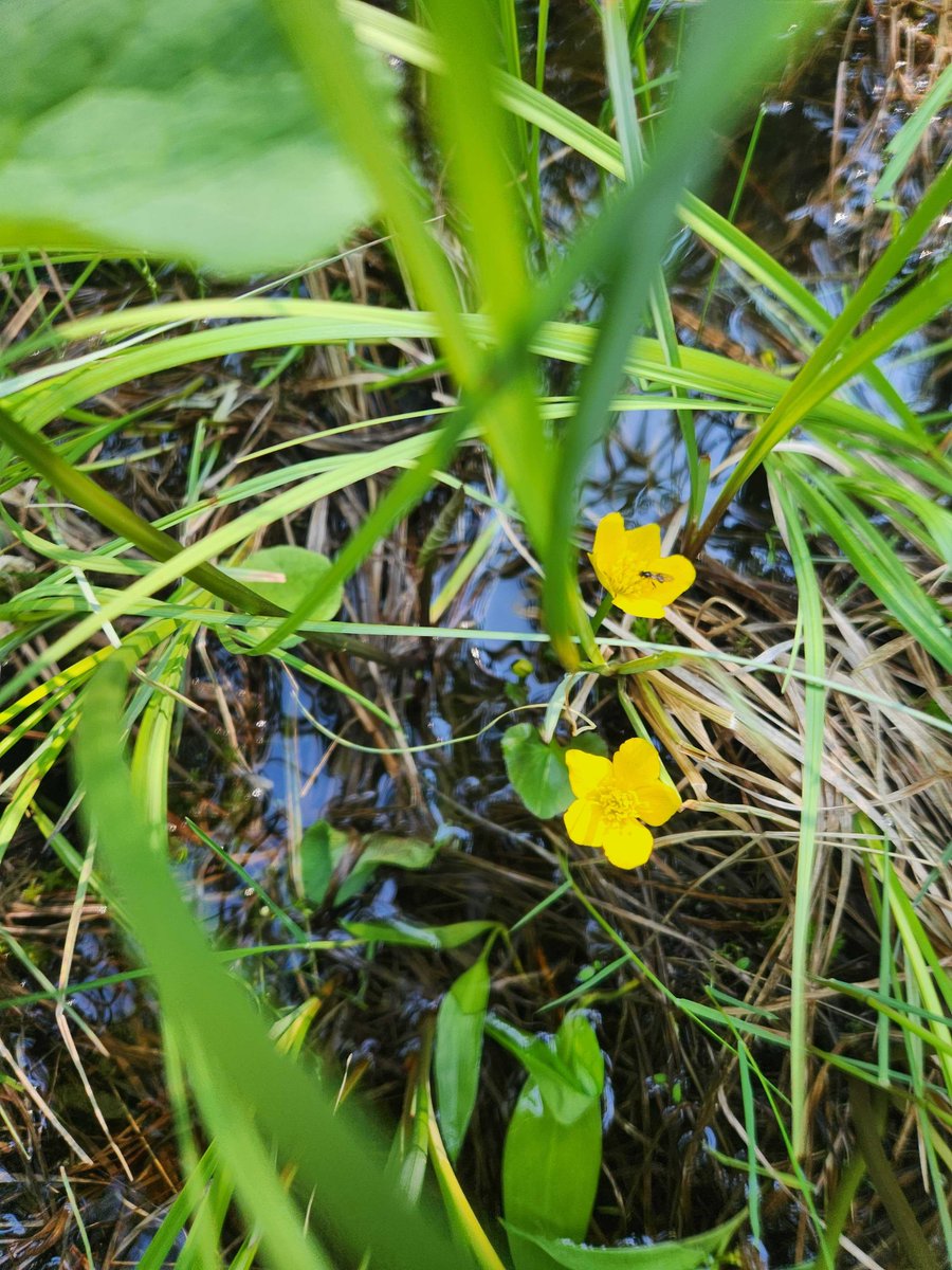 Caltha palustris (also known as marsh marigold) captured in one of our field sites 🌿💛 #plants