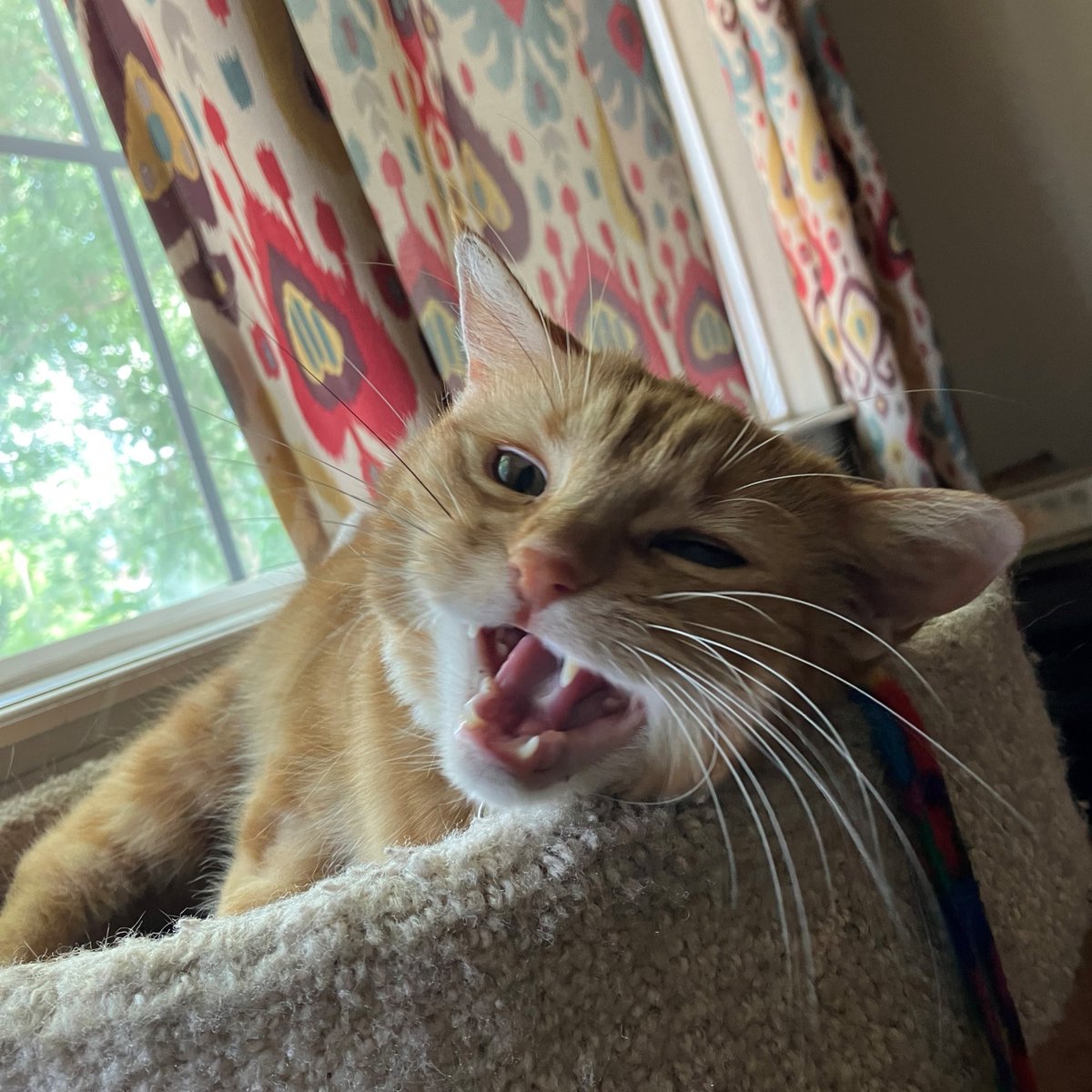 humanecolorado's tweet image. "If you talk to Bronx, she’ll talk back. She likes to play; she loves sitting in the cat tree watching the world go by. She’s sweet as can be and just needs a family that will let her get comfortable at her own pace."

- Bronx's Foster Family

Adopt Bronx: bit.ly/44ZxJhQ