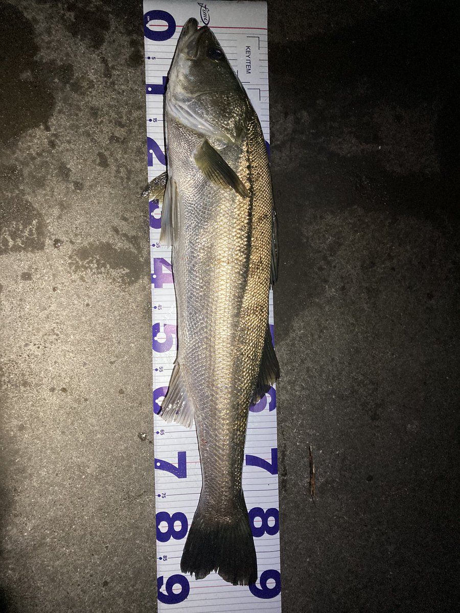 gorizono's tweet photo. ジャスト90cm！
今年4本目の90up

#湘南
#相模川
#シーバス
#釣り
#フィッシング
#ルアー
#アングラー
#angler
#lure
#fishing
#ランカー https://t.co/K5rFxbSeH7