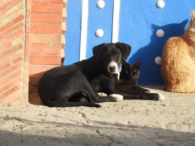 MelissaVanderh's tweet photo. 7/7 Causes of individual variation in social behaviour in free-ranging dogs: why being nice or aggressive? https://t.co/IcNzp7OMOP