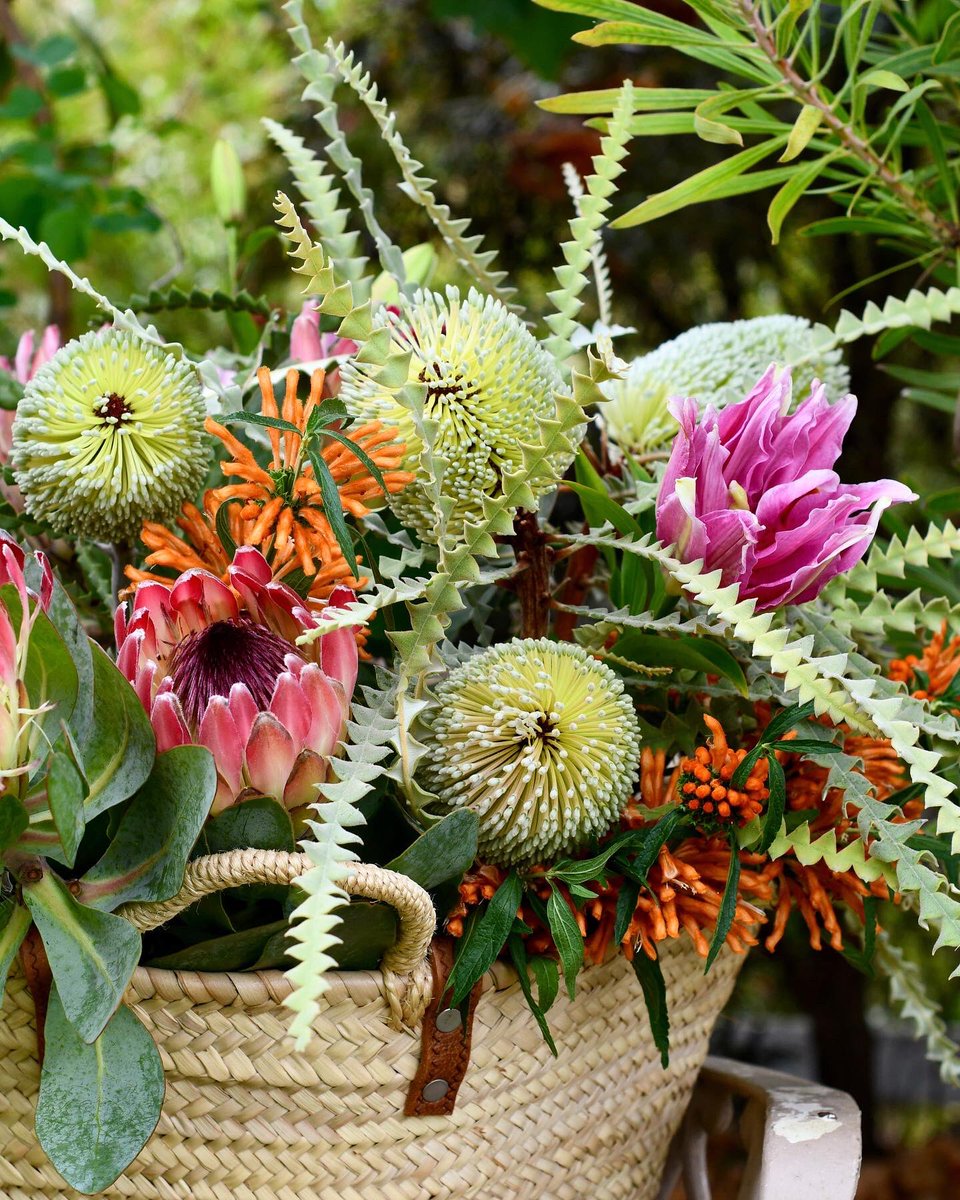 If you truly love nature, you will find beauty everywhere. –Vincent van Gogh 🍃🌸🌷🌿 #mondaymotivation #inspiredbynature #livebeautifully #fabulousflorals #protea #embracingtheseasons #cagrown