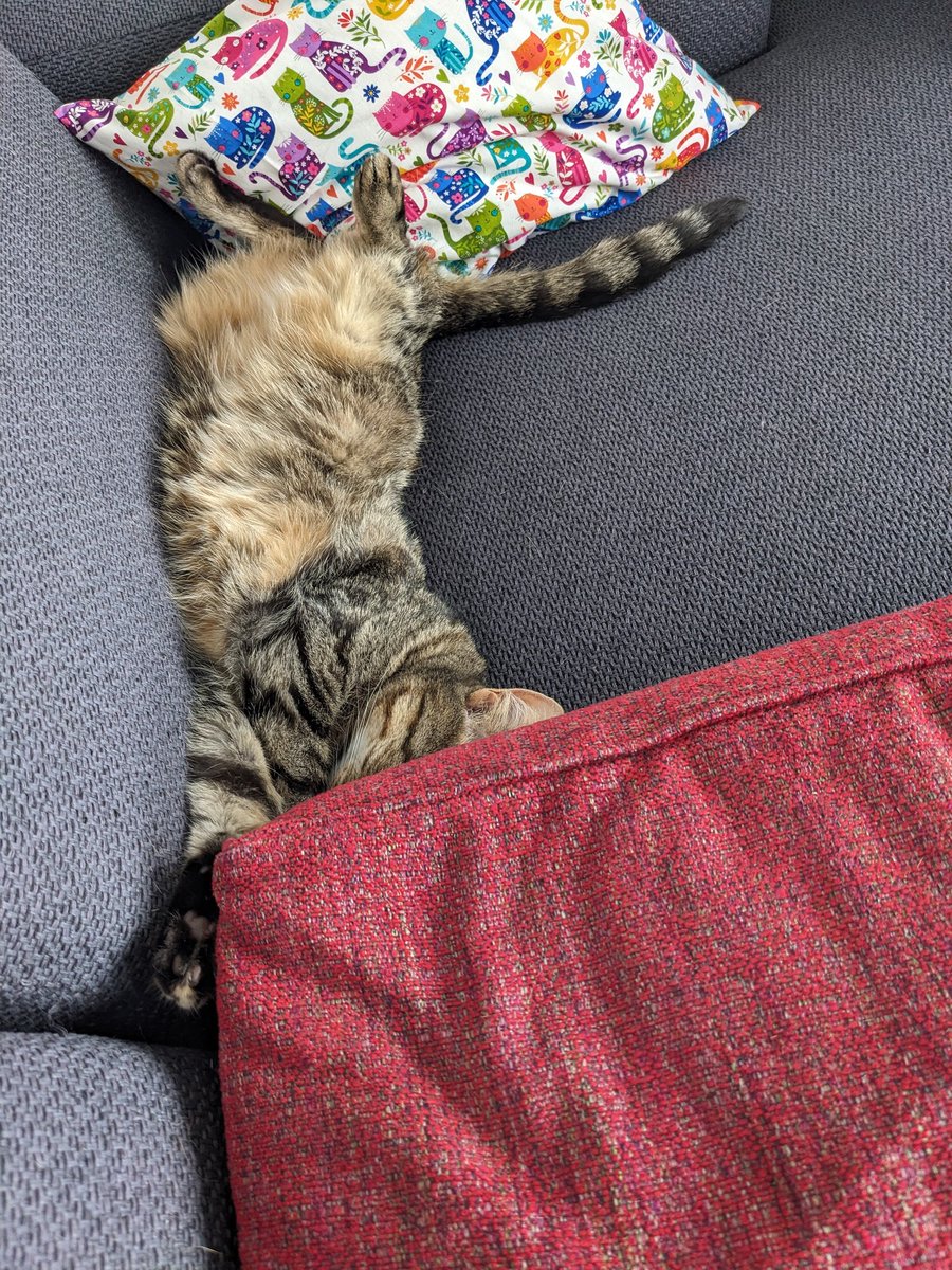 Saartje 😺👑❄ 🧶🧺 tweet media