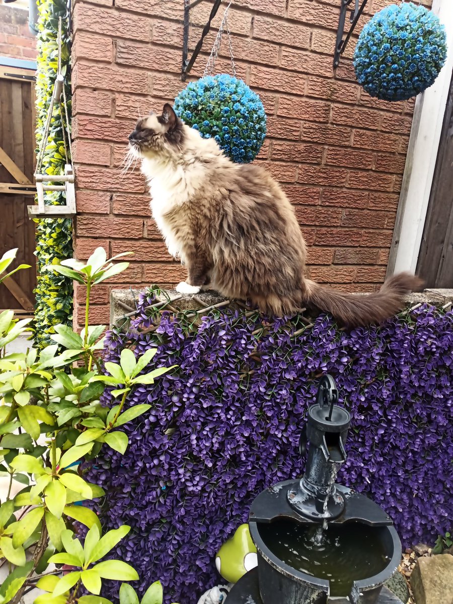 I HAVE JUST BEEN IN THE GARDEN FOR A VERY SHORT WHILE 💞 IT STOPPED RAINING FOR TEN MINUTES 💞 I JUST WANTED TO SEND YOU ALL LOTS OF LOVE FROM ME WALTER WILLIAM ❣️ AND  HOPE YOU KNOW HOW SPECIAL YOU ALL ARE TO US ALL HERE AT CARELESS WHISKERS ❤️☔☔☔❤️ TAKE CARE MY FRIENDS ❤️☔